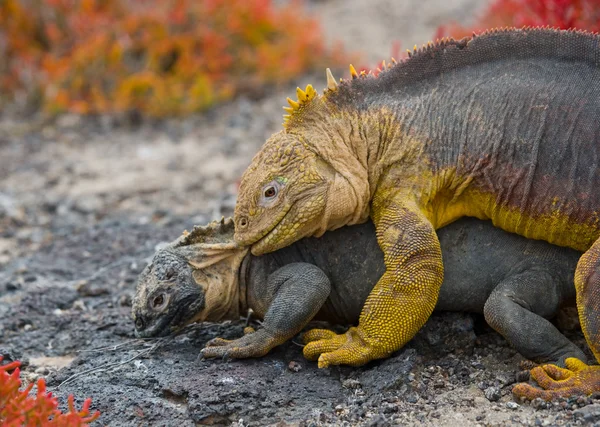 Iguana terrestre en las Islas Galápagos — Foto de Stock