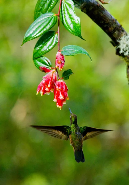 Beija-flor colarinho inca — Fotografia de Stock