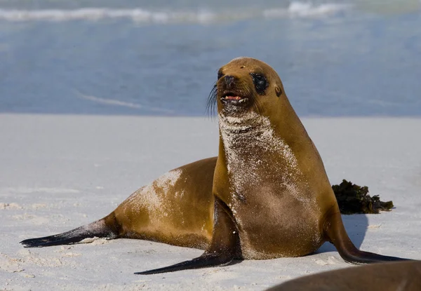 Leão marinho na praia de areia — Fotografia de Stock