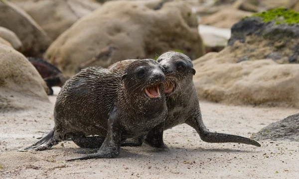 Deux lions de mer couchés sur le sable — Photo