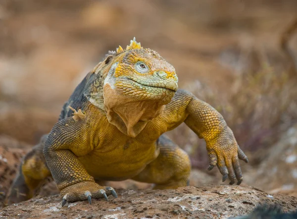 Retrato de uma iguana terrestre — Fotografia de Stock