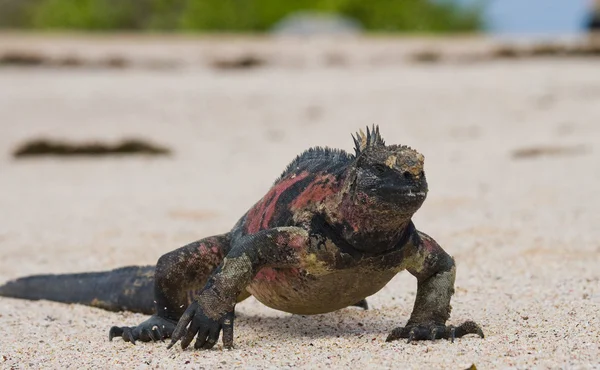 Marine Iguana  (Amblyrhynchus cristatus) — Stock Photo, Image