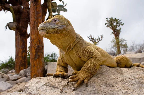 Portrait of a land iguana — Stock Photo, Image