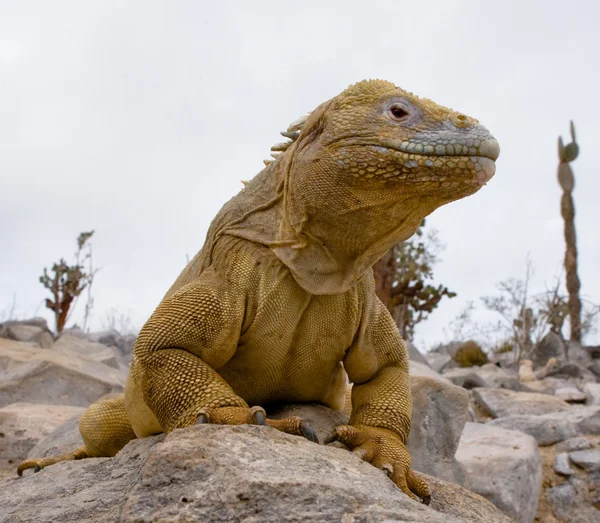 Portrait of a land iguana — Stock Photo, Image