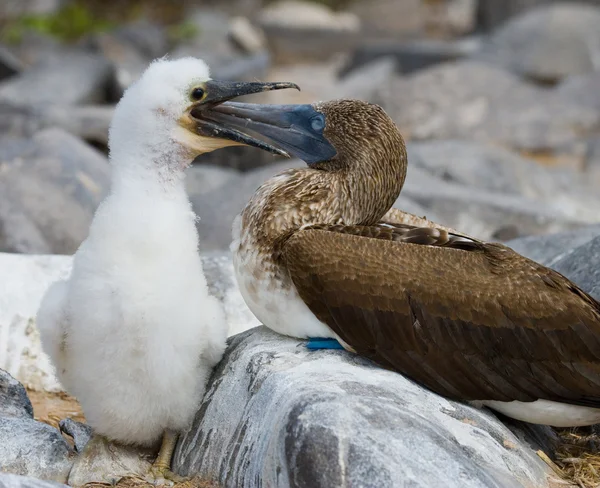 Red-Footed booby (Sula sula) — Stock Photo, Image