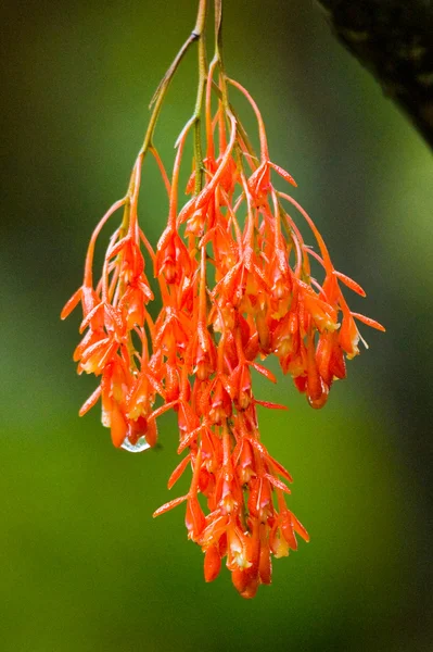 Bouquet de fleurs tropicales rouges — Photo