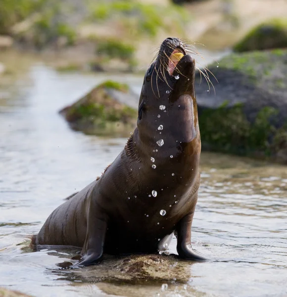 Sea lion på sandstrand — Stockfoto