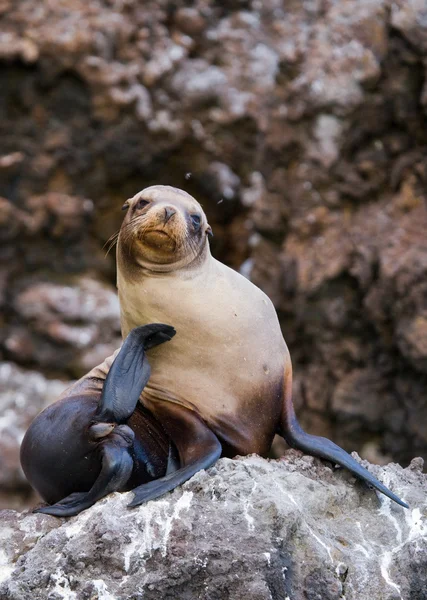 Leones marinos en las Islas Galápagos — Foto de Stock