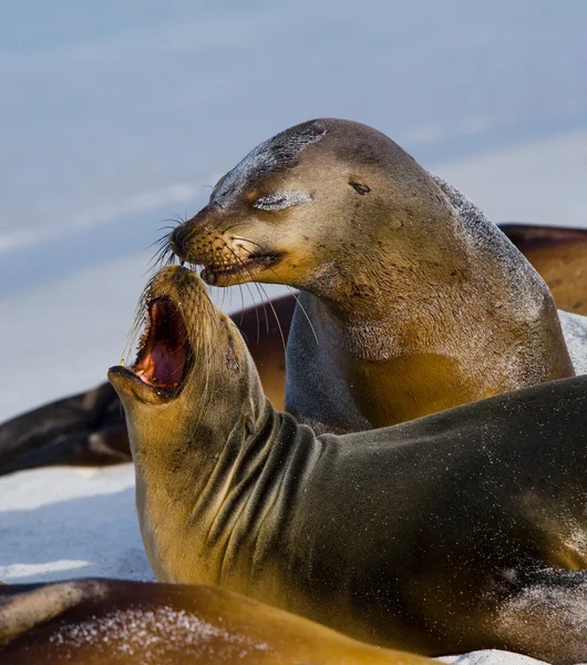 Sea lions on sand beach — Stock Photo, Image