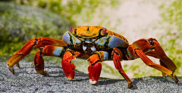 Crabe des pieds légers Sally — Photo