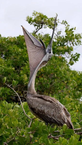 Brown Pelican  Galapagos Islands — Stock Photo, Image