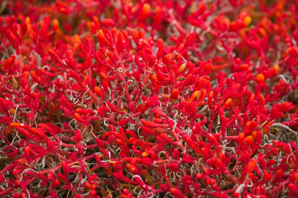 Sezuvium rouge sur l'île . — Photo