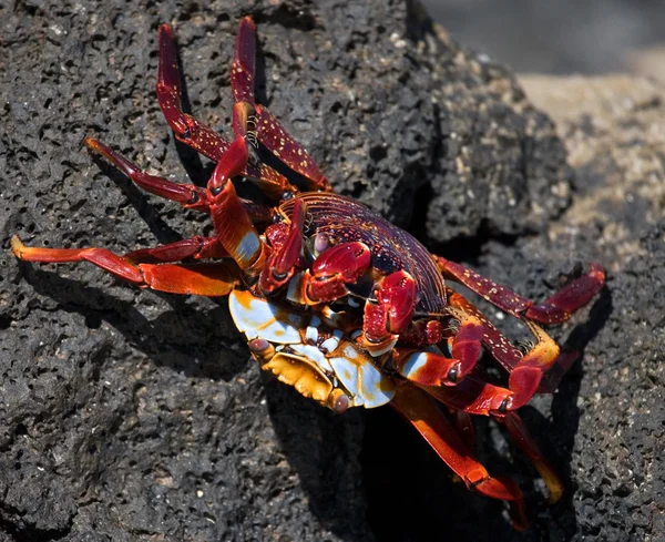 Crabe des pieds légers Sally — Photo