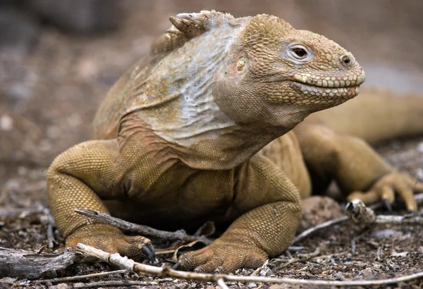 Marine Iguana (Amblyrhynchus cristatus) — Stock Photo, Image