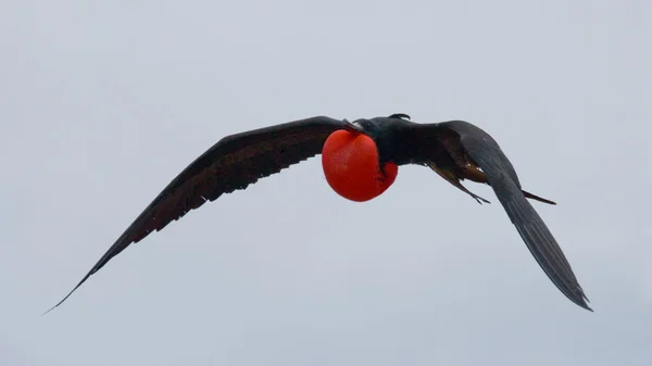 Fregattfugl under flyging – stockfoto