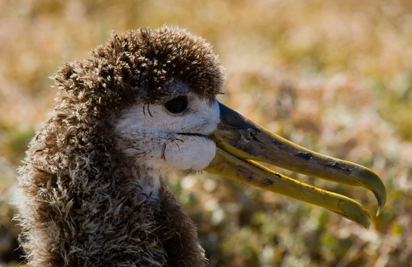 Vinkat Albatross på Galapagosöarna — Stockfoto