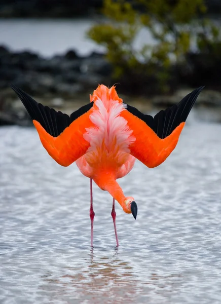 Een portret van een grotere flamingo — Stockfoto