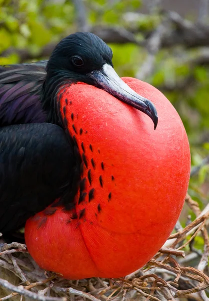 Fregattvogel auf einem Nest — Stockfoto