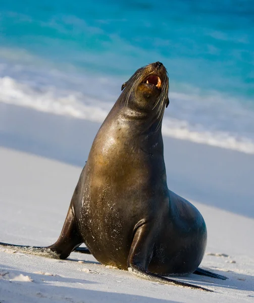 Sea lion op zand strand — Stockfoto