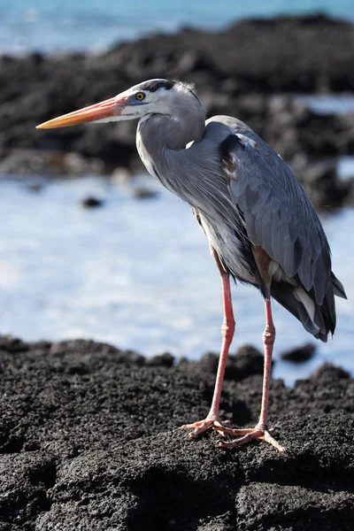 Bruine pelikaan Galapagoseilanden — Stockfoto