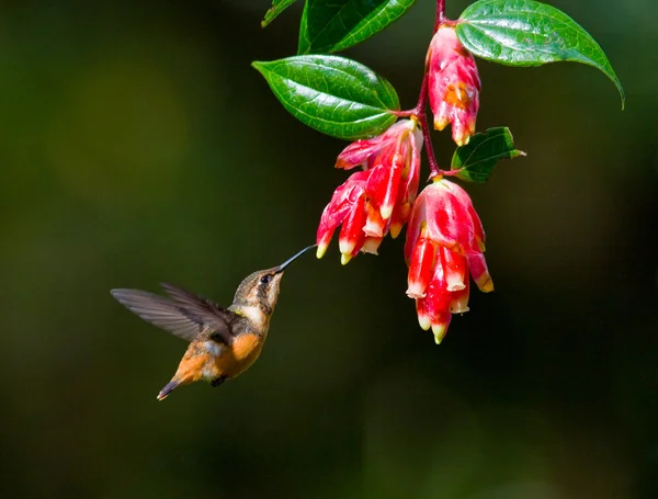 Colibrí con cuello inca — Foto de Stock