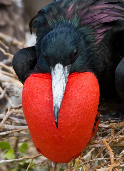 프리깃 새 둥지에 — 스톡 사진