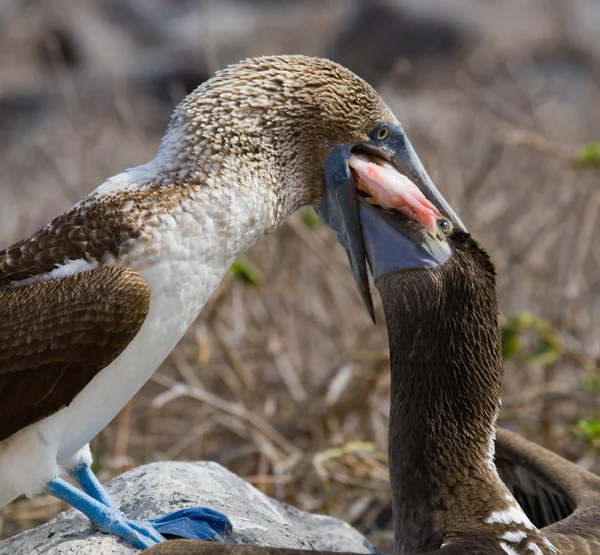 Pies rojos Booby (Sula sula) — Foto de Stock