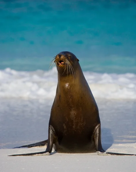 Leone marino sulla spiaggia di sabbia — Foto Stock