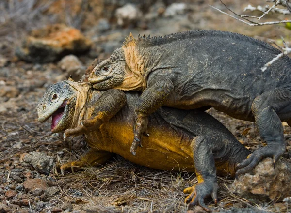 Landleguan auf Galapagos-Inseln — Stockfoto