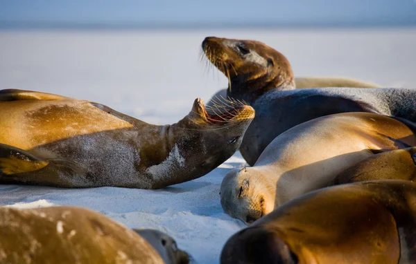 Sea lions on sand beach — Stock Photo, Image