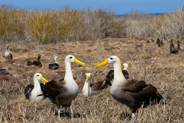 Albatros ondeados en las Islas Galápagos — Foto de Stock