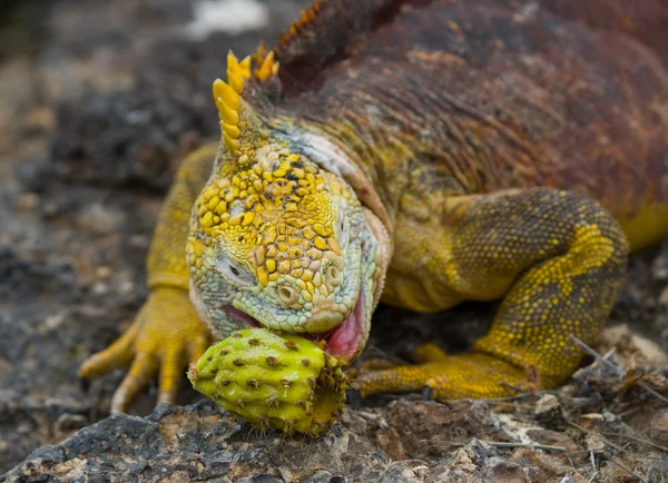 Terreno Iguana nas Ilhas Galápagos — Fotografia de Stock