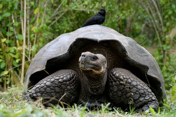 Galapagos giant tortoise, — Stock Photo, Image