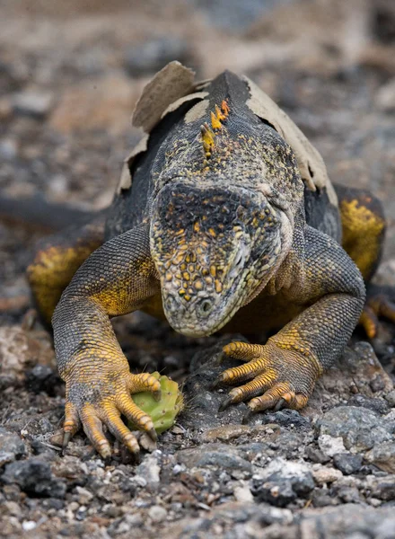 Land Iguana on Galapagos Islands — Stock Photo, Image