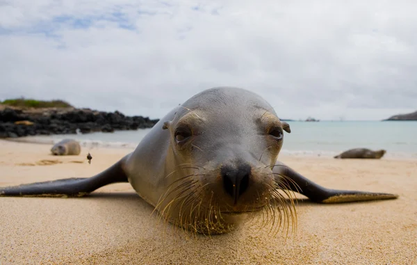 León marino en la playa de arena —  Fotos de Stock