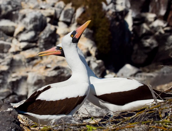 Those Nasca Boobies Birds — Stock Photo, Image