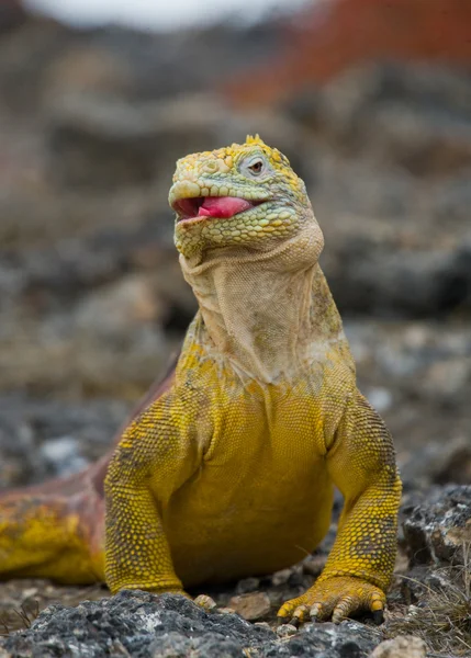 Landleguan auf Galapagos-Inseln — Stockfoto