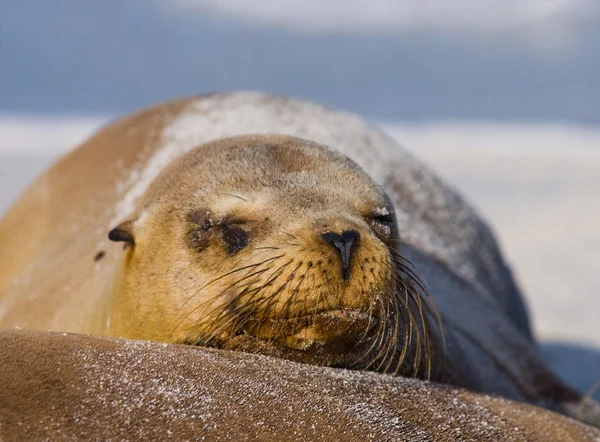 Sea lion på sandstrand — Stockfoto