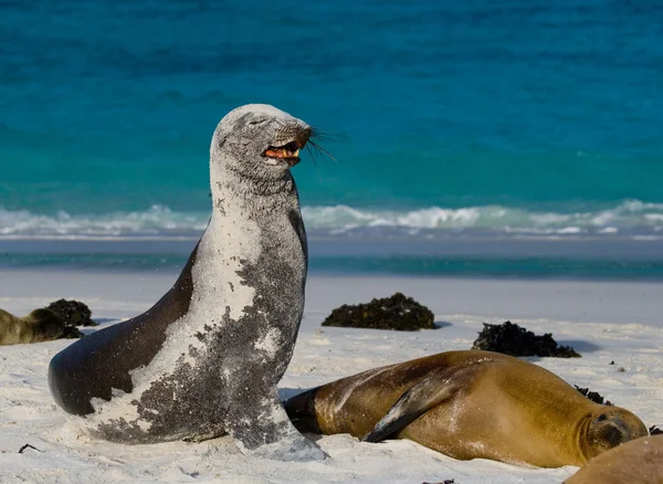 Leones marinos en la playa de arena —  Fotos de Stock