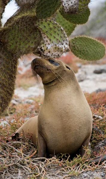 León marino en la playa de arena — Foto de Stock