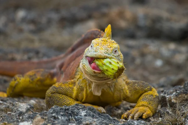 Land Iguana on Galapagos Islands — Stock Photo, Image