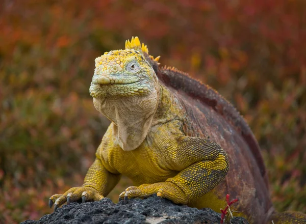 Land Iguana on Galapagos Islands — Stock Photo, Image