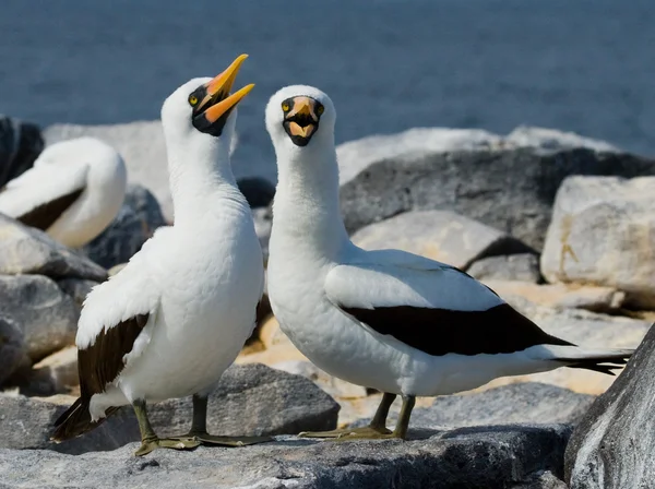 Τα πτηνά αυτά Boobies Nasca — Φωτογραφία Αρχείου