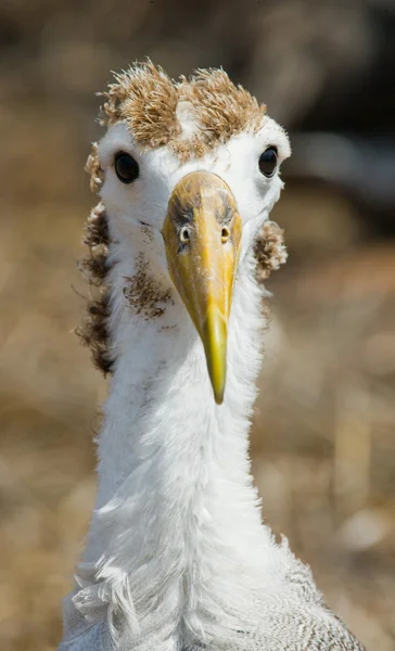 Κυματιστό Albatross στα νησιά Γκαλάπαγκος — Φωτογραφία Αρχείου