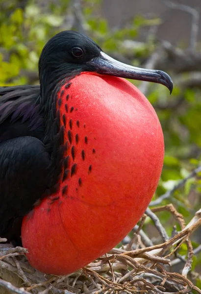 Fragata pájaro en un nido — Foto de Stock