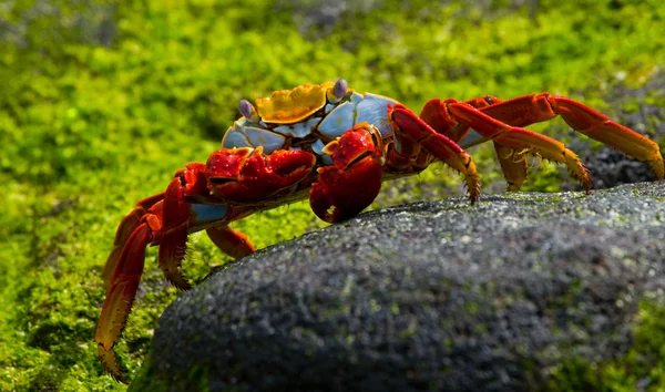 Sally Lightfoot Crab — Stock Photo, Image