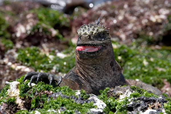 Marina Leguan (Amblyrhynchus cristatus) — Stockfoto