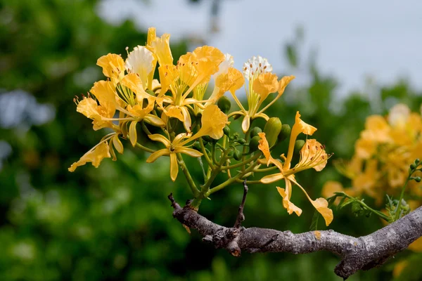 Tropische gelbe Blüten — Stockfoto