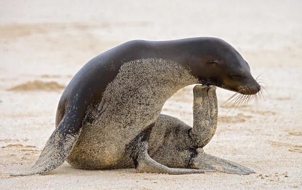 Seelöwe am Sandstrand — Stockfoto