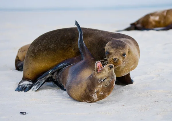 Leoni marini sulla spiaggia di sabbia — Foto Stock